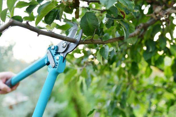 Reliable San Fernando, CA Tree Service Solutions